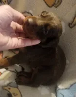 Purple Collar (Red) Male, a female Doberman Pinscher for sale in Dallas, TX – 4 of 9