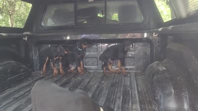 Black w Tan MALE, a male Doberman Pinscher for sale in Dallas, TX – 2 of 2