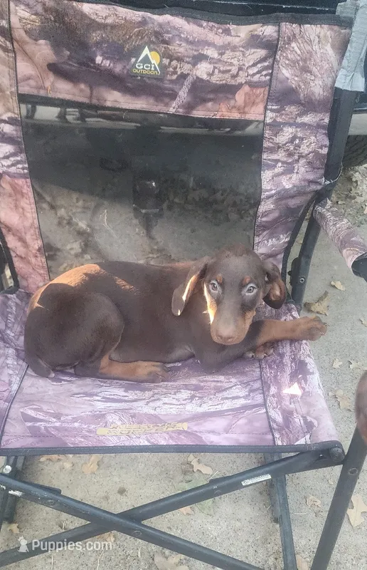 Mahogany/Red Female  – Doberman Pinscher puppy for sale in Dallas, TX