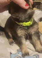 Lime Green Collar Female, a female German Shepherd Dog for sale in Dallas, TX – Photo 7 of 10