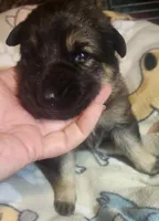 Lime Green Collar Female, a female German Shepherd Dog for sale in Dallas, TX – Photo 5 of 10