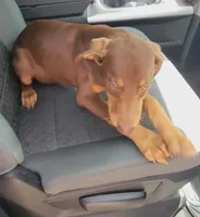  Red FEMALE , a female Doberman Pinscher for sale in Dallas, TX – 6 of 6