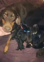 Green Collar Female, a female Doberman Pinscher for sale in Dallas, TX – 5 of 8