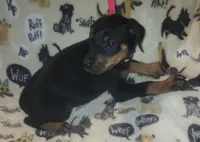 Lt PINK Collar Female, a female Doberman Pinscher for sale in Dallas, TX – 6 of 9