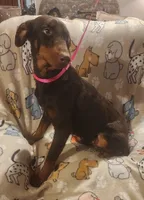 Red female, a female Doberman Pinscher for sale in Dallas, TX – Photo 3 of 3