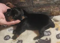 Orange Collar Female, a female Doberman Pinscher for sale in Dallas, TX – 2 of 9