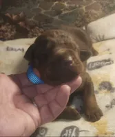Lt Blue Collar MALE, a male Doberman Pinscher for sale in Dallas, TX – 2 of 8