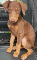  Red FEMALE , a female Doberman Pinscher for sale in Dallas, TX – 3 of 6