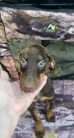 Mahogany/Red Female , a female Doberman Pinscher for sale in Dallas, TX – 3 of 4