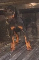 White Collar Male, a male Doberman Pinscher for sale in Dallas, TX – 5 of 5