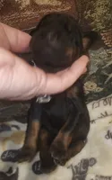White Collar Female, a female Doberman Pinscher for sale in Dallas, TX – 4 of 9