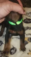 Lime Green Collar Female, a female Doberman Pinscher for sale in Dallas, TX – 5 of 10