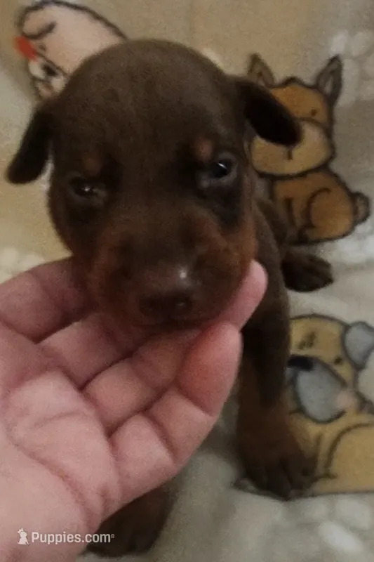 Yellow COLLAR MALE – Doberman Pinscher puppy for sale in Dallas, TX