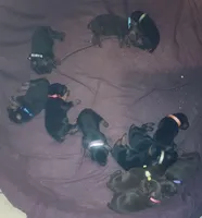 Orange Collar Female, a female Doberman Pinscher for sale in Dallas, TX – 8 of 9