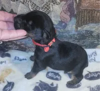 Red Collar Female, a female Doberman Pinscher for sale in Dallas, TX – 2 of 8