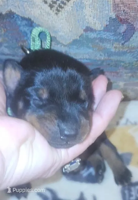 Green Collar Female – Doberman Pinscher puppy for sale in Dallas, TX