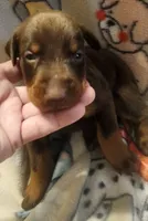 Purple Collar (Red) Male, a female Doberman Pinscher for sale in Dallas, TX – 1 of 9