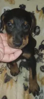 Lt PINK Collar Female, a female Doberman Pinscher for sale in Dallas, TX – 2 of 9