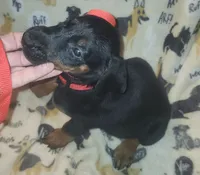 Red Collar Female, a female Doberman Pinscher for sale in Dallas, TX – 2 of 9