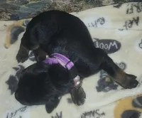 PLUM Collar (Black) Female , a female Doberman Pinscher for sale in Dallas, TX – 4 of 7