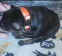 Orange Collar Female, a female Doberman Pinscher for sale in Dallas, TX – 4 of 9