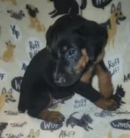 Grey Collar Male, a male Doberman Pinscher for sale in Dallas, TX – 6 of 9