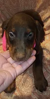 Mahogany Female , a female Doberman Pinscher for sale in Dallas, TX – 2 of 5