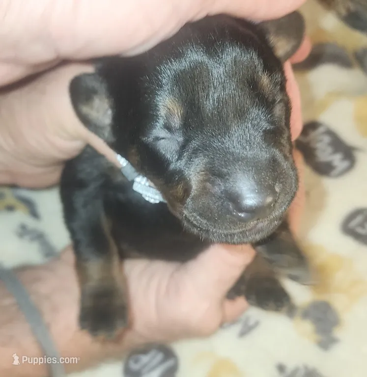 Grey Collar Male – Doberman Pinscher puppy for sale in Dallas, TX