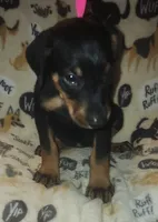 Lt PINK Collar Female, a female Doberman Pinscher for sale in Dallas, TX – 5 of 9