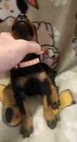Lt PINK Collar Female, a female Doberman Pinscher for sale in Dallas, TX – 2 of 9