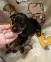 Lt PINK Collar Female, a female Doberman Pinscher for sale in Dallas, TX – 6 of 9