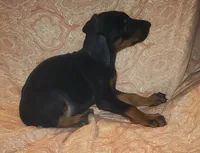 White Collar Female, a female Doberman Pinscher for sale in Dallas, TX – 6 of 9