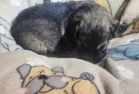 Beige Collar Male , a male German Shepherd Dog for sale in Dallas, TX – Photo 6 of 10