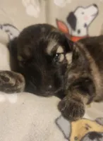 Beige Collar Male , a male German Shepherd Dog for sale in Dallas, TX – Photo 8 of 10