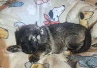 Beige Collar Male , a male German Shepherd Dog for sale in Dallas, TX – Photo 2 of 10