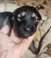 Beige Collar Male , a male German Shepherd Dog for sale in Dallas, TX – Photo 4 of 10