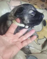 Beige Collar Male , a male German Shepherd Dog for sale in Dallas, TX – Photo 5 of 10