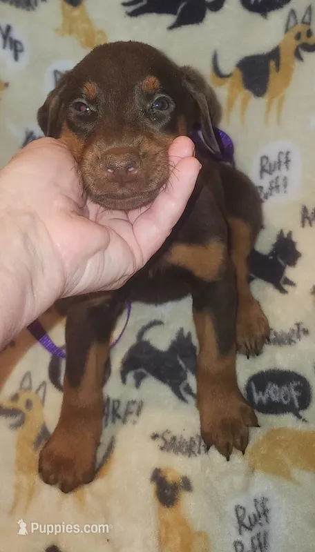 Yellow COLLAR MALE – Doberman Pinscher puppy for sale in Dallas, TX