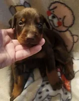 Purple Collar (Red) Male, a female Doberman Pinscher for sale in Dallas, TX – 2 of 9