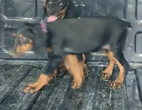 Black and Tan Female , a female Doberman Pinscher for sale in Dallas, TX – 4 of 5