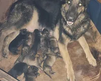 Lt SABLE FEMALE, a female German Shepherd Dog for sale in Dallas, TX – Photo 7 of 8