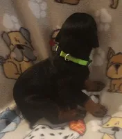 Lime Green Collar MALE, a female Doberman Pinscher for sale in Dallas, TX – 3 of 9