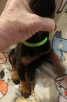 Lime Green Collar MALE, a female Doberman Pinscher for sale in Dallas, TX – 5 of 9