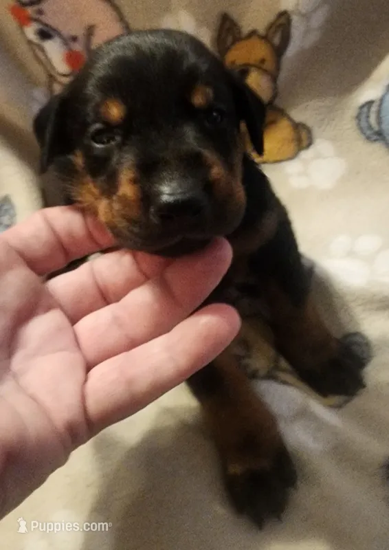 PLUM Collar (Black) Female  – Doberman Pinscher puppy for sale in Dallas, TX