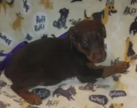 Yellow COLLAR MALE, a male Doberman Pinscher for sale in Dallas, TX – 5 of 8