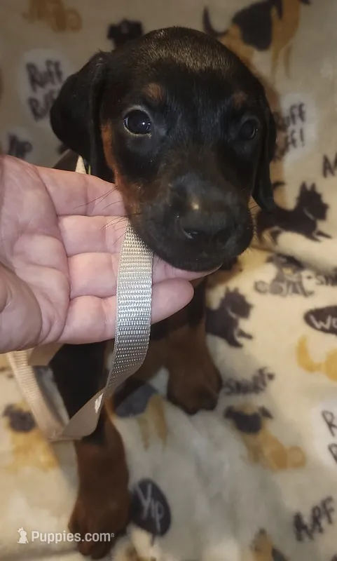 Lime Green Collar MALE – Doberman Pinscher puppy for sale in Dallas, TX