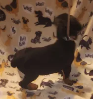 Grey Collar Male, a male Doberman Pinscher for sale in Dallas, TX – 3 of 9