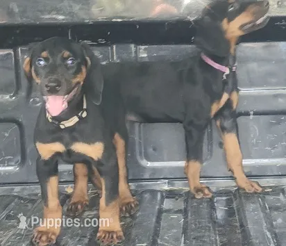 PLUM Collar (Black) Female  – Doberman Pinscher puppy for sale in Dallas, TX