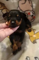 Lt PINK Collar Female, a female Doberman Pinscher for sale in Dallas, TX – 1 of 9