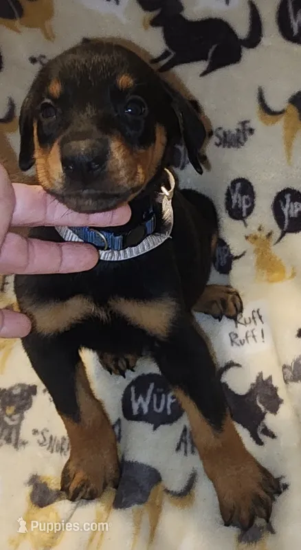 Blue Collar Male – Doberman Pinscher puppy for sale in Dallas, TX